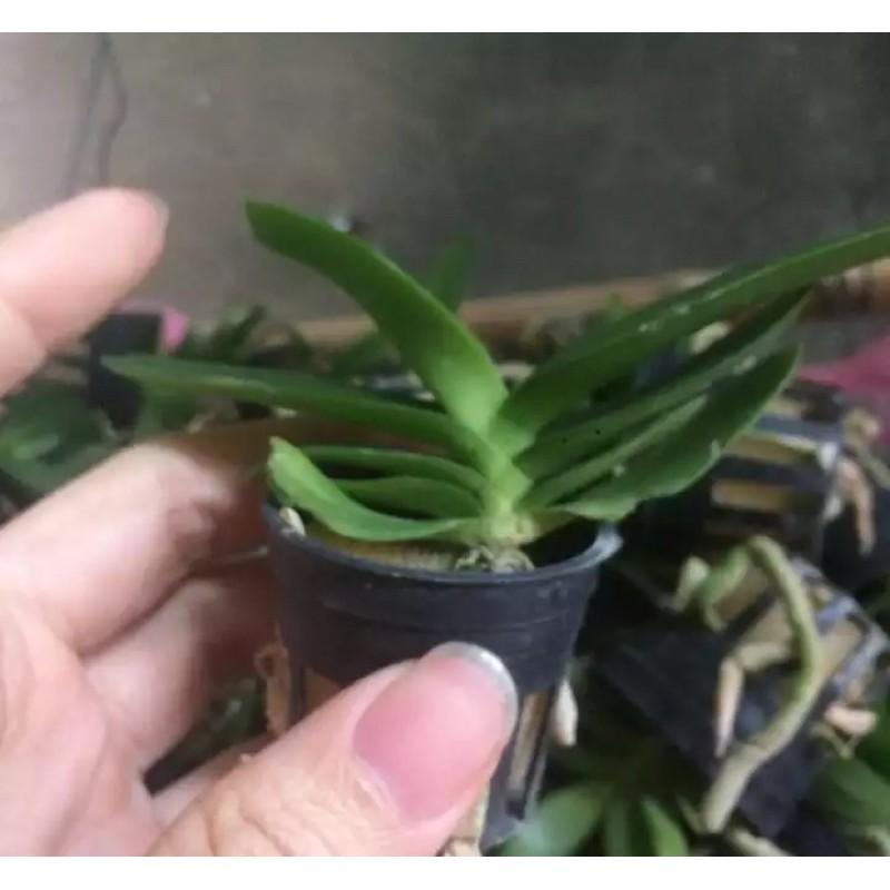 100 chiếc Rọ trồng Lan giống-Lan cấy mô