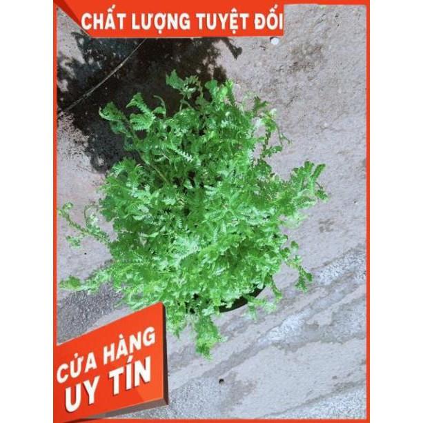 Cây Rêu Xanh