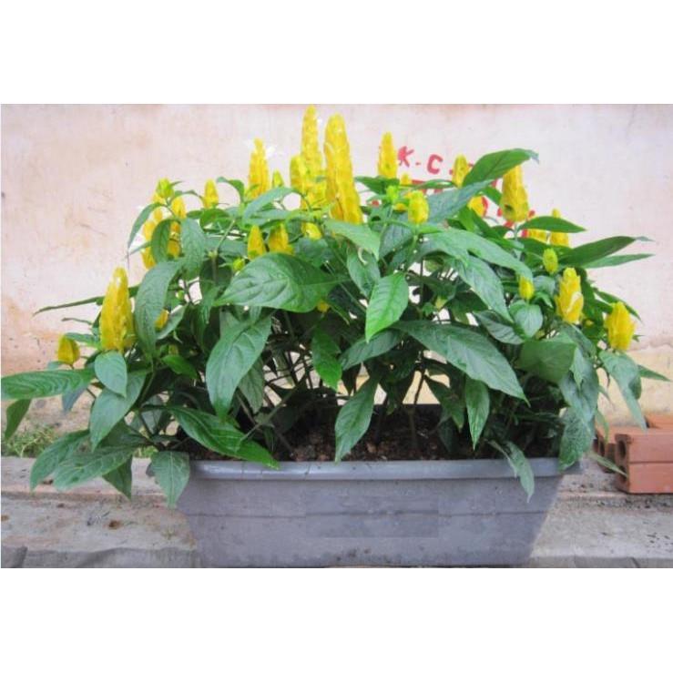 BẦU CÂY HOA CẢNH RỒNG NHẢ NGỌC- HOA CỰC ĐẸP