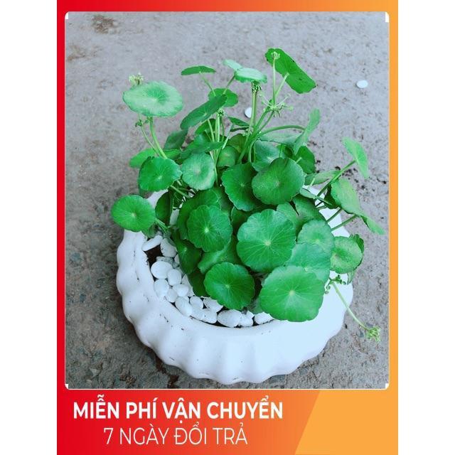 Chậu Cỏ Đồng Tiền