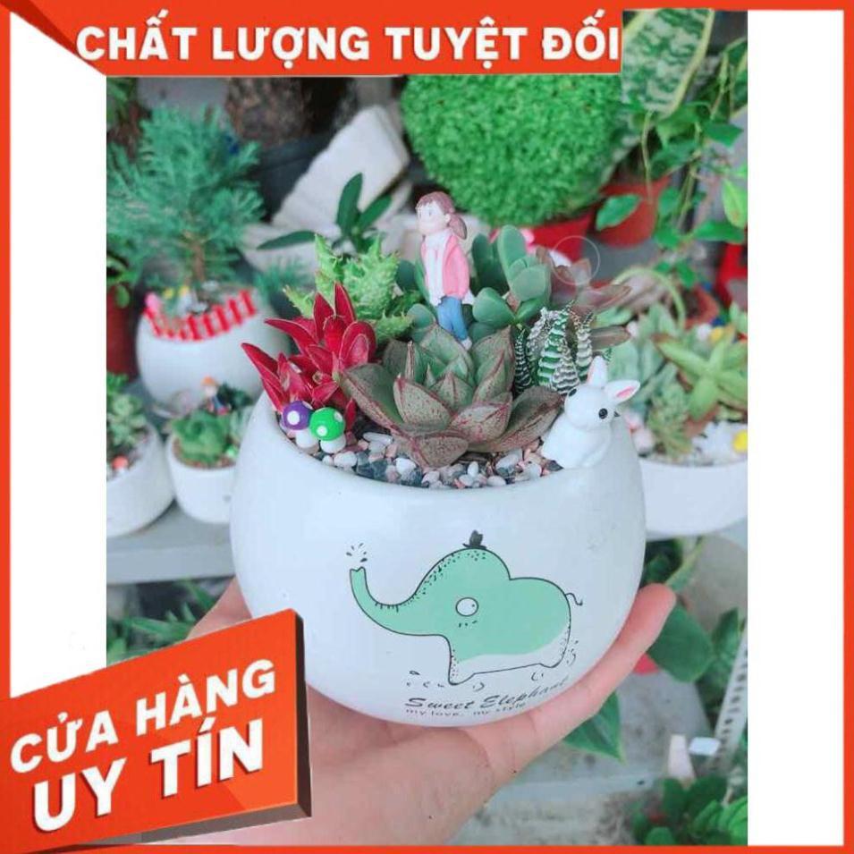 Chậu sen đá tiểu cảnh Nhiều Người Mua