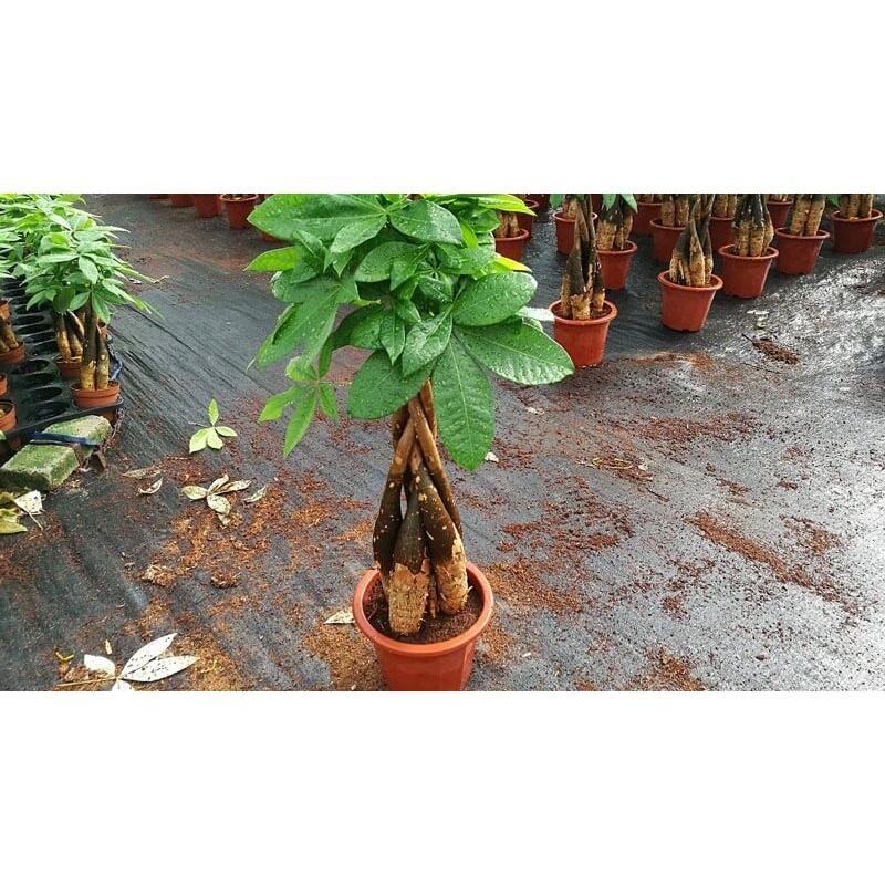 CÂY GIỐNG KIM NGÂN  *