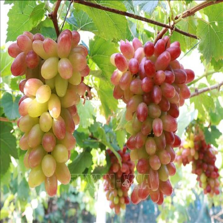 CÂY GIỐNG NHO ĐỎ