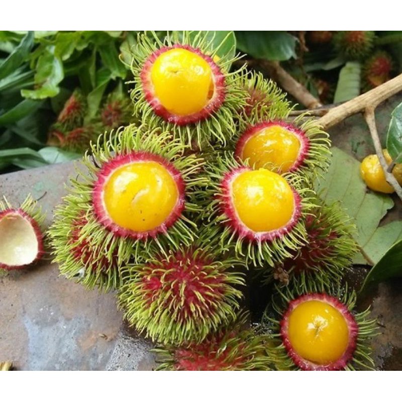 CÂY GIỐNG CHÔM CHÔM RUỘT VÀNG SIÊU SỚM