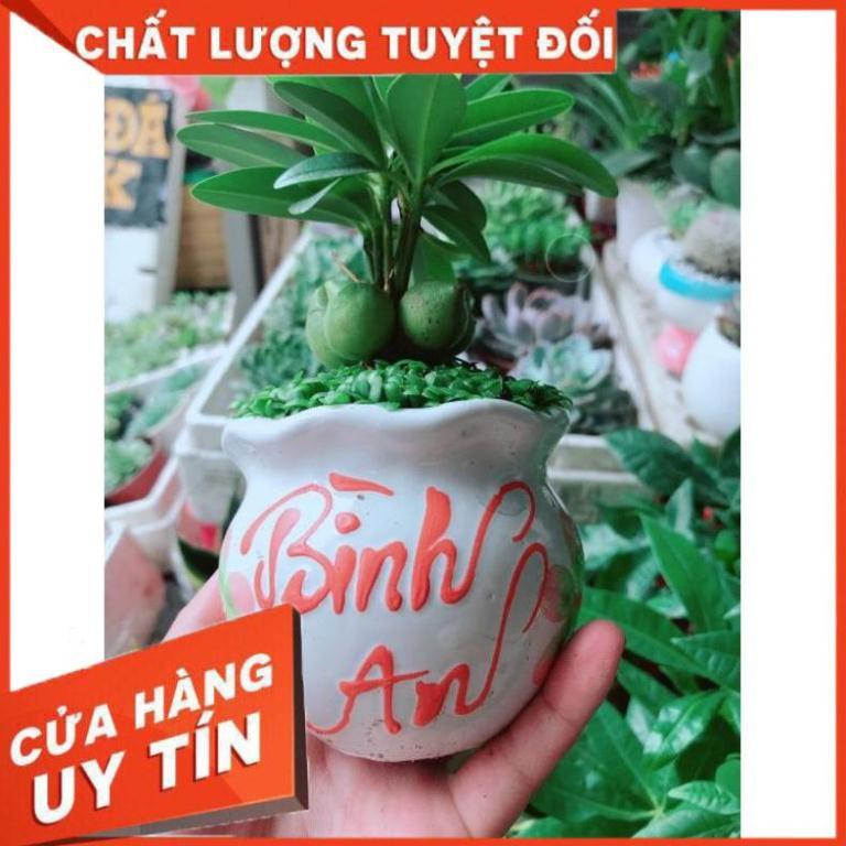 Chậu cây bình an Nhiều Người Mua