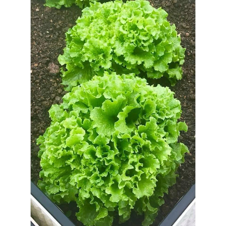 Combo 2 gói Hạt Giống Xà lách xoăn xanh