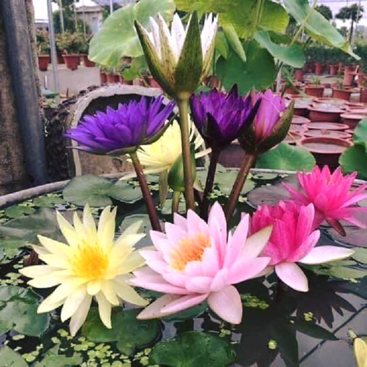 Combo 3 củ hoa súng thái mini đủ màu