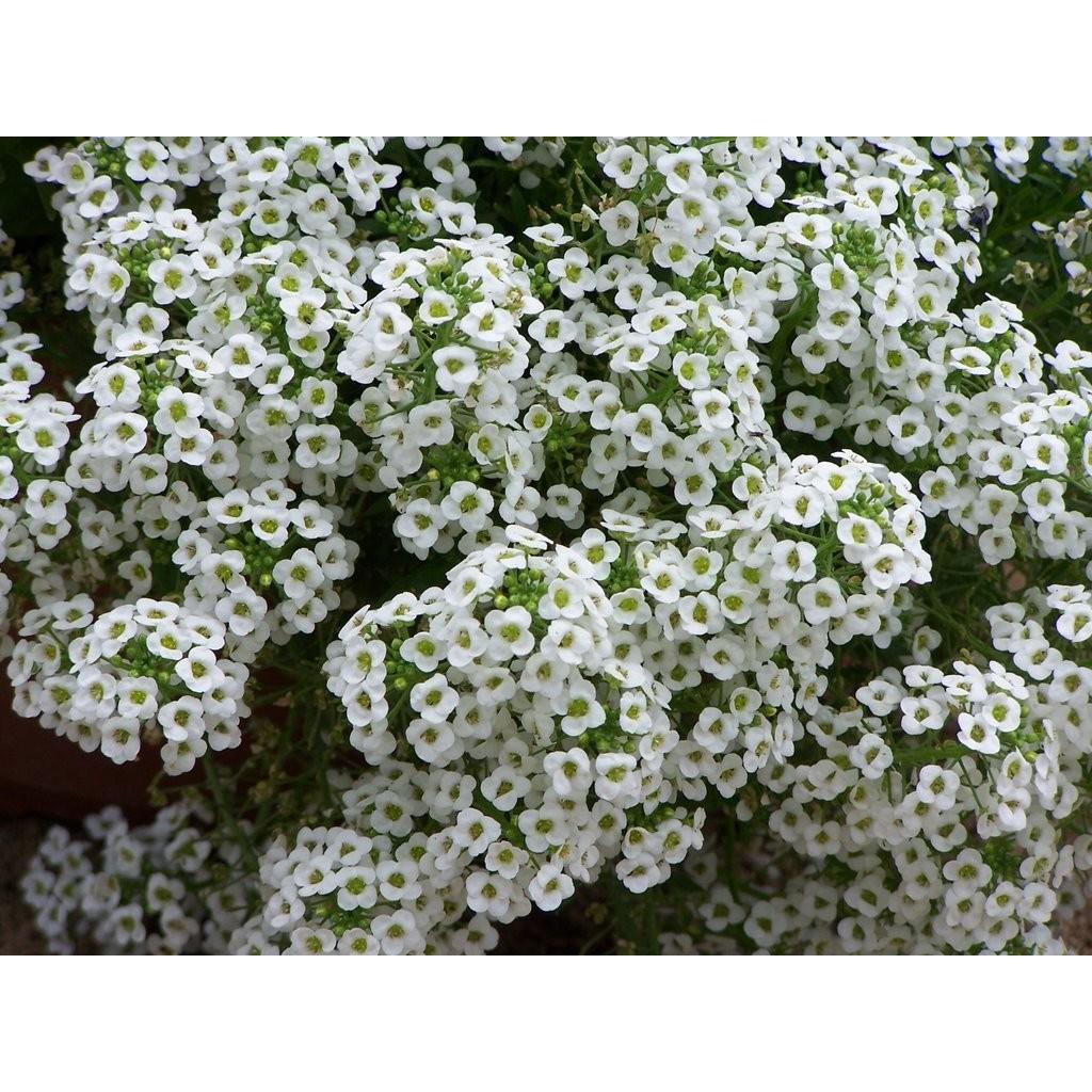 Hạt giống hoa ngàn sao trắng (50 hạt) bao đẹp