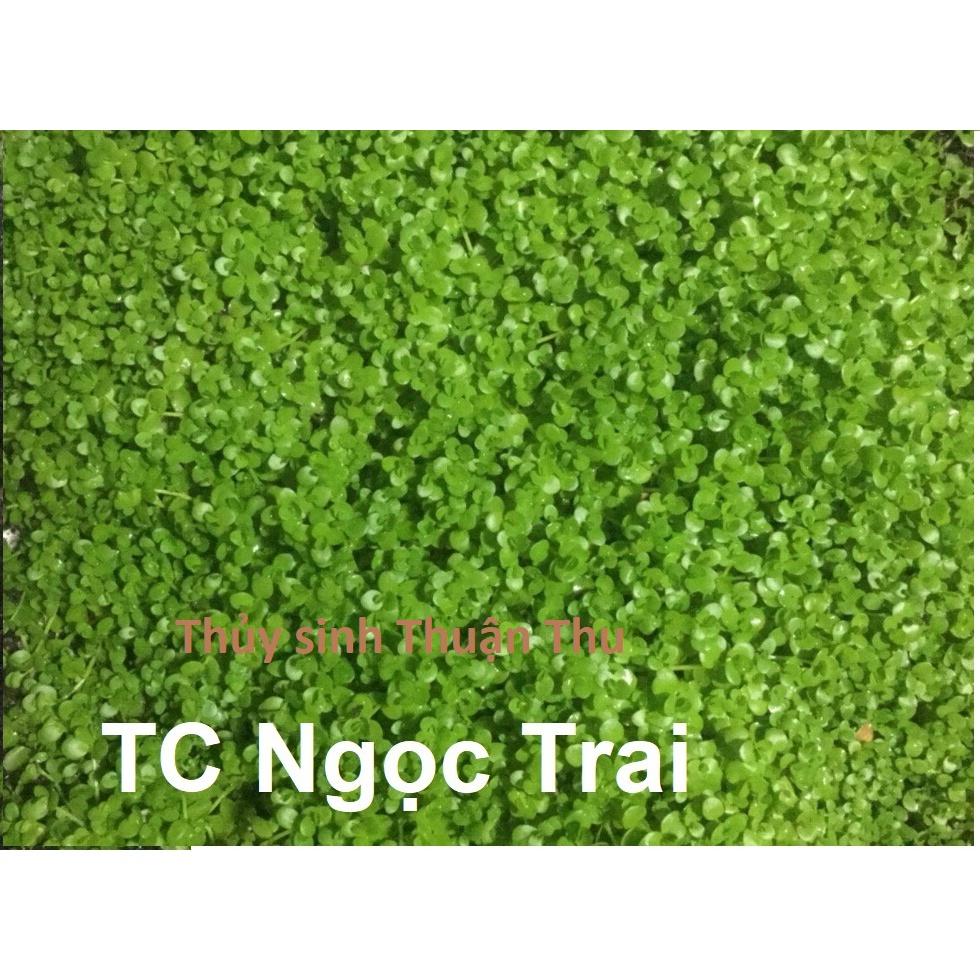 Cây Trân Châu Ngọc Trai - Cây trãi nền thủy sinh