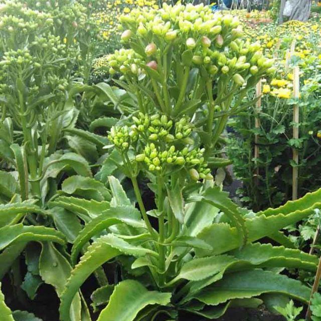 1 cây lá bỏng ta con - cây giống