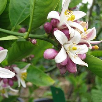 Cây giống Chanh Bông Tím