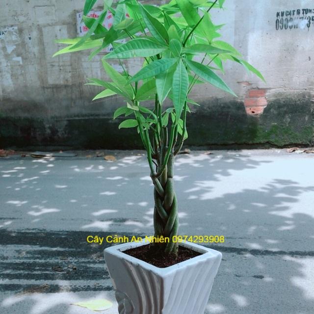 Chậu Kim Ngân 5 Thân Thắt Bính