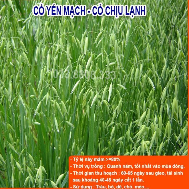 Hạt Giống Cỏ Yến Mạch 300g – Hạt Giống Cỏ Chăn Nuôi Chịu Lạnh Tố- Cỏ nuôi mèo