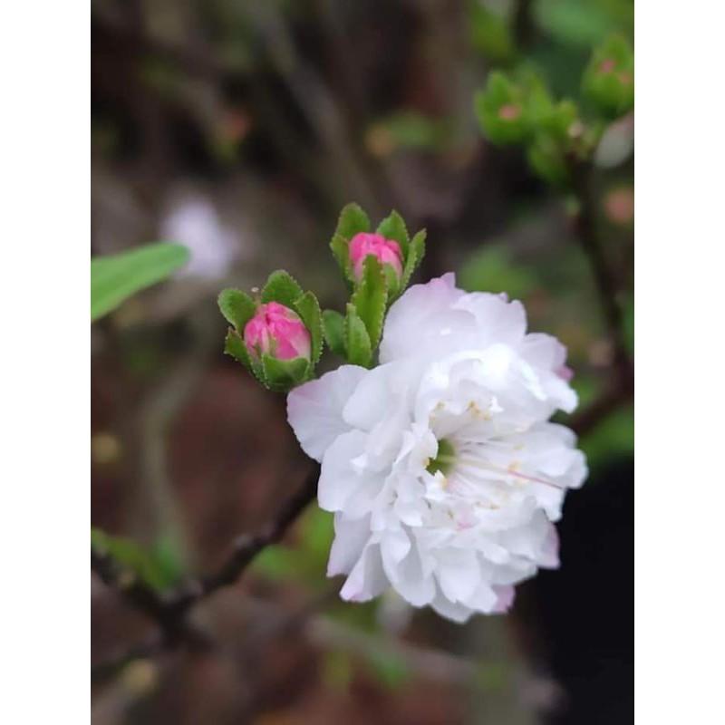 Cây giống nhất chi mai cao 15cm
