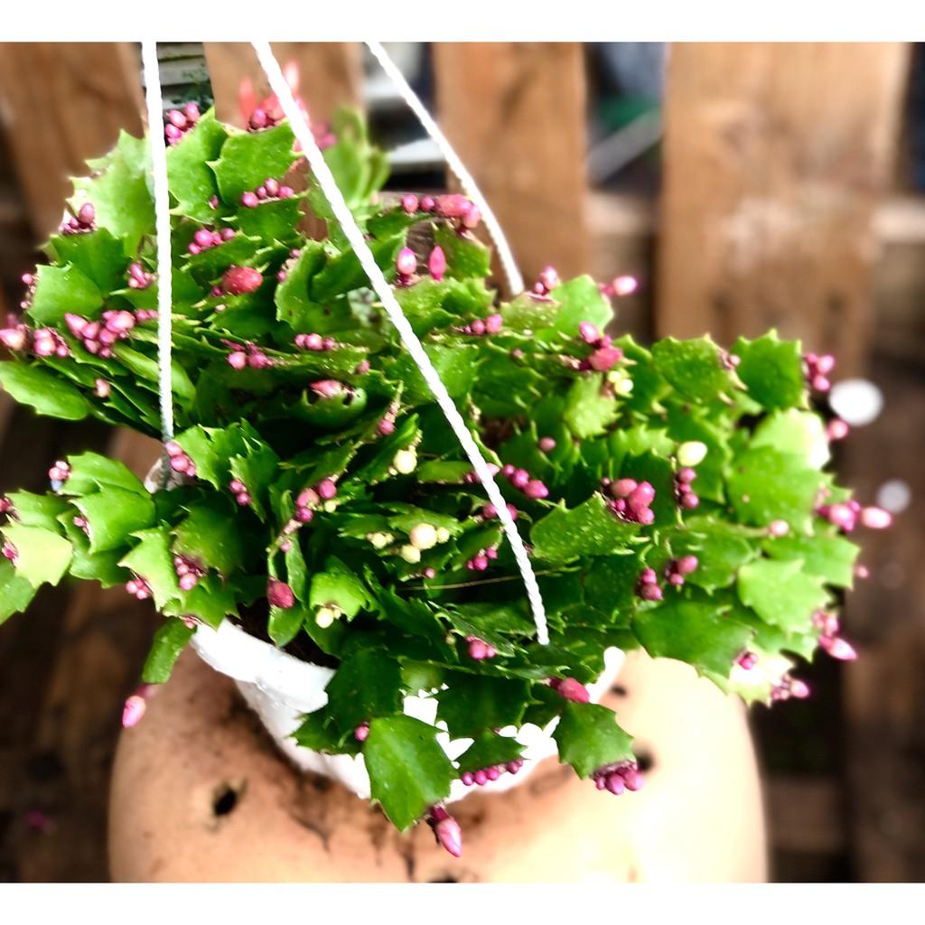 Chậu hoa Tiểu Quỳnh màu cam