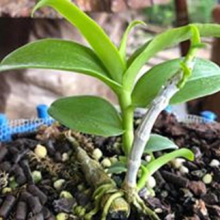 Hoa lan -5ct ngọc sơn cước