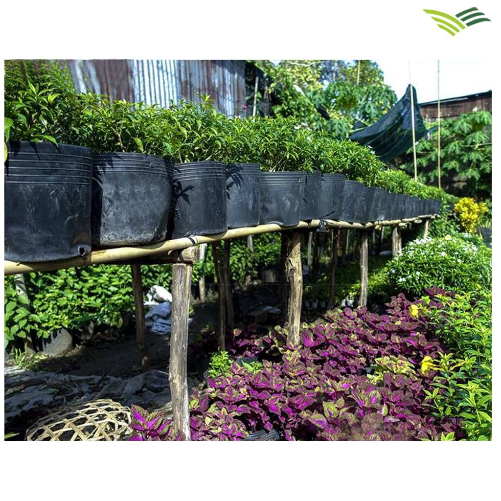 50 Chậu nhựa trồng cây C11 KT: 28x23x24
