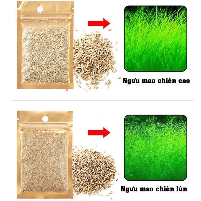 Hạt giống thủy sinh, cây thủy sinh (trân châu ngọc trai, ngưu mao chiên, cỏ tình yêu, cỏ may mắn)