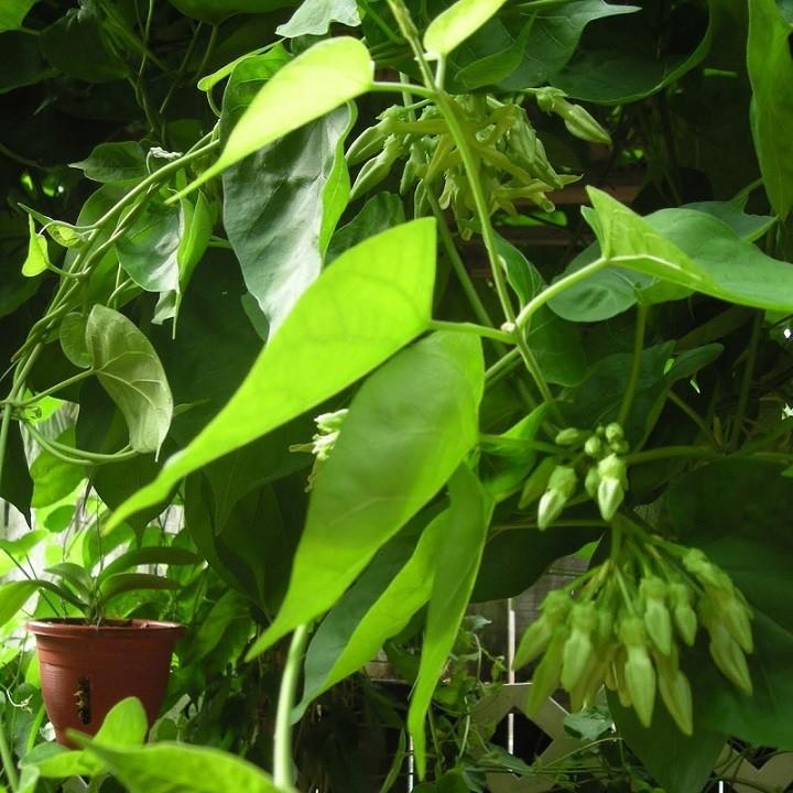 Chậu cây giống hoa thiên lý