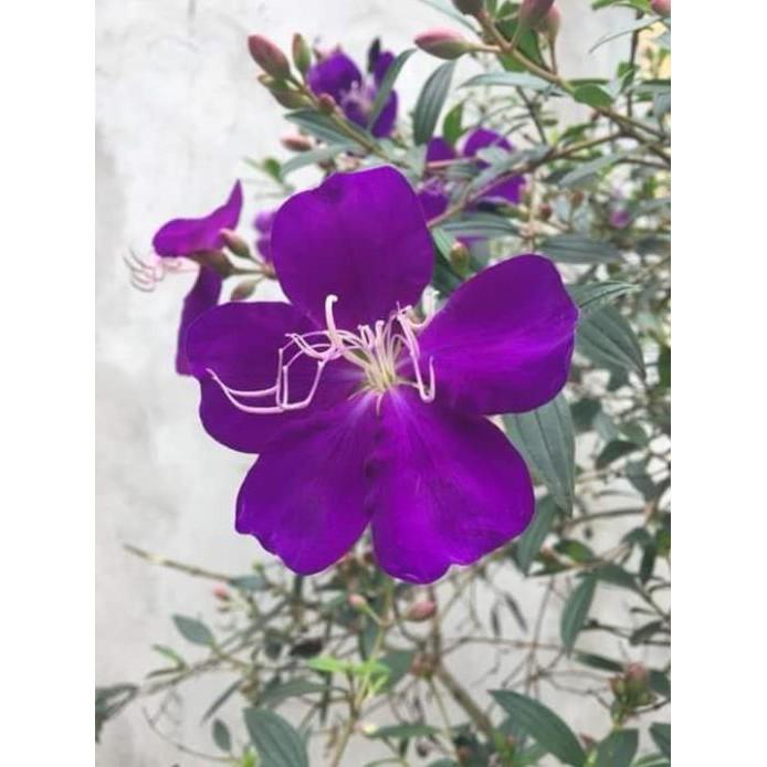 Cây giống sim thái