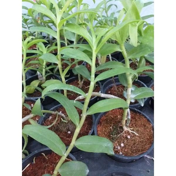 Hoa phong lan - giả hạc hồng mỹ nhân