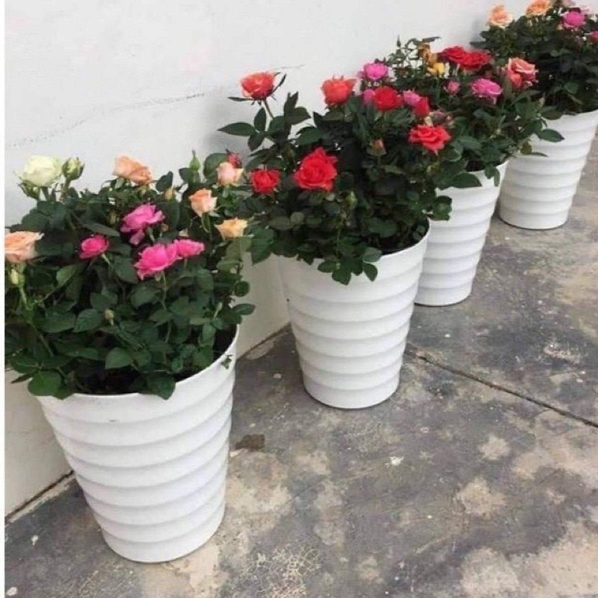 10 Chậu Vòng Tròn Dáng Cao, Chậu Nhựa Trồng Hoa Cây Cảnh Chất Lượng Cao, Bền, Đẹp