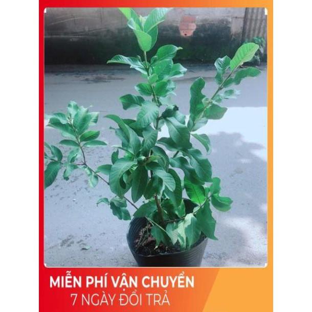Cây Ổi Kiểng