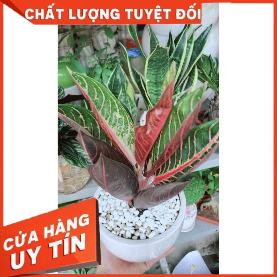 Chậu cây bao thanh thiên Nhiều Người Mua