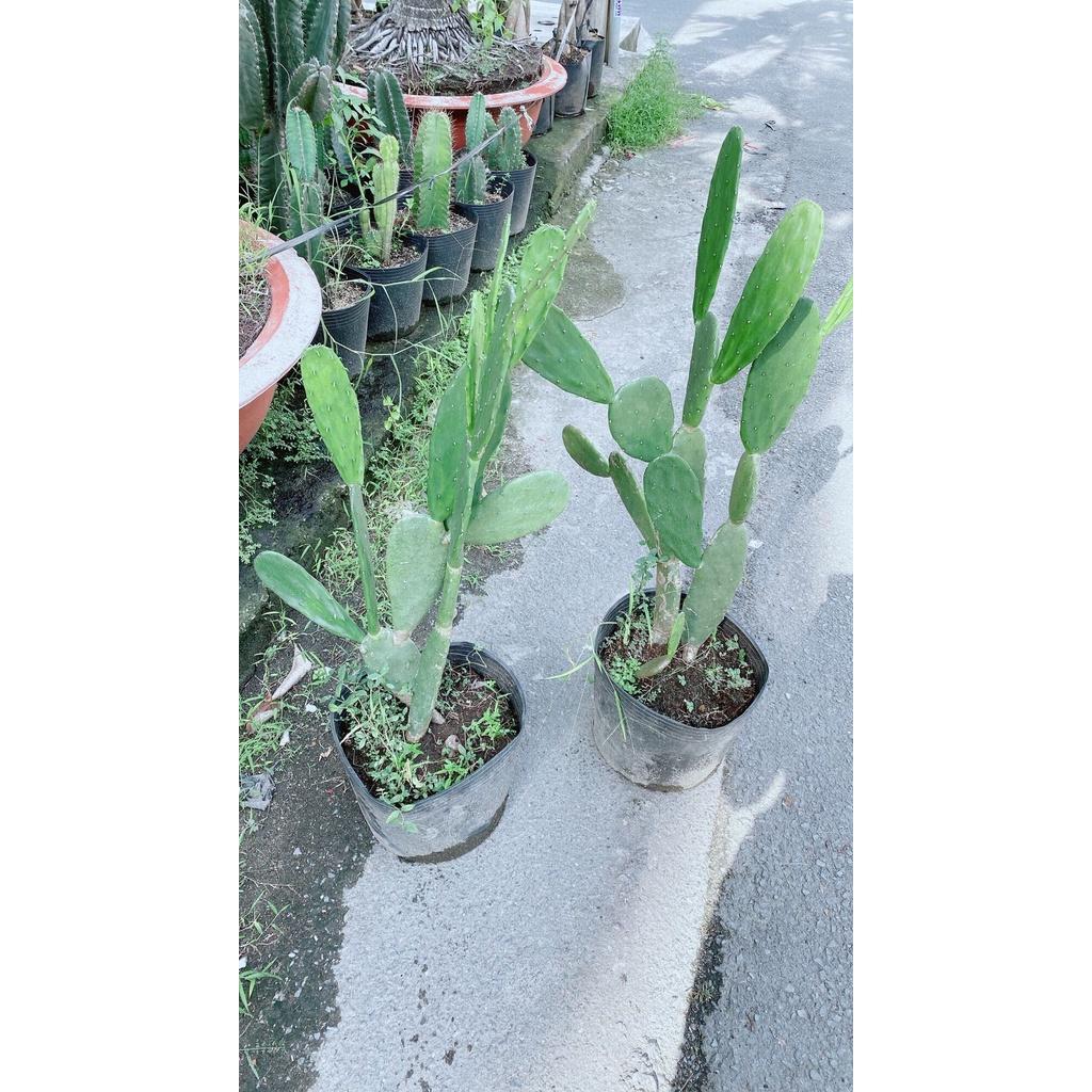 Xương Rồng Lớn