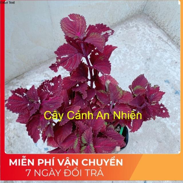 Cây Lá Gấm Tím