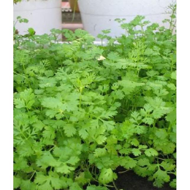 Hạt giống Ngò Rí Bạc Liêu KNS3239 - Gói 20gram