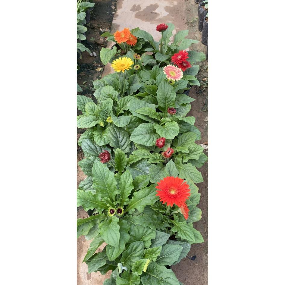 Hoa Đồng Tiền Cây Hoa Đồng Tiền Lùn Có Sẵn Hoa