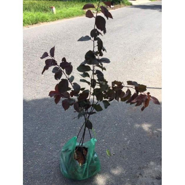Cây mận đỏ Úc giòn ngon ngọt