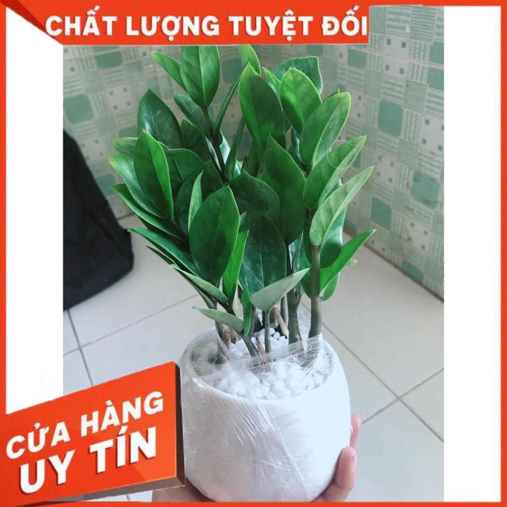 Chậu kim tiền thái Nhiều Người Mua