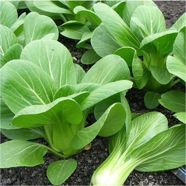 Combo 4 gói hạt giống rau cải các loại -gói 10gram-tặng kèm gói phân bón lót