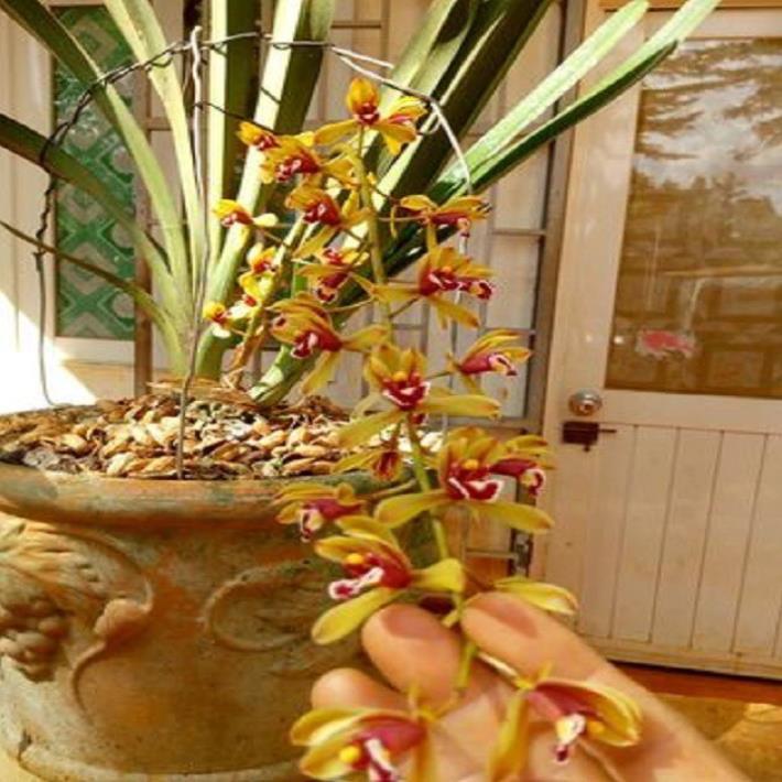 Sản Phẩm Hoa phong lan kiếm 2 màu