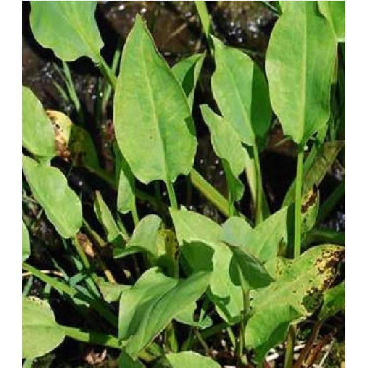 Hạt giống trạch tả - 50 hạt/gói