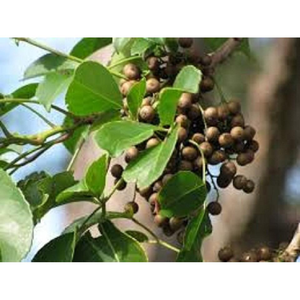 COMBO 2 CÂY NHỘI GIỐNG