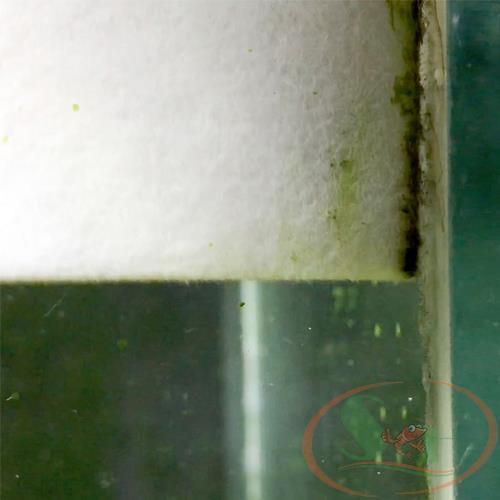 Miếng Chà Rêu Tảo Seachem Aquavitro Pad