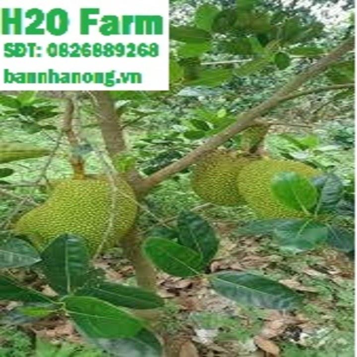 HÀNG GIỐNG CHUẨN Cây Mít Thái Siêu Sớm - Cây Ăn Quả - H2O Farm