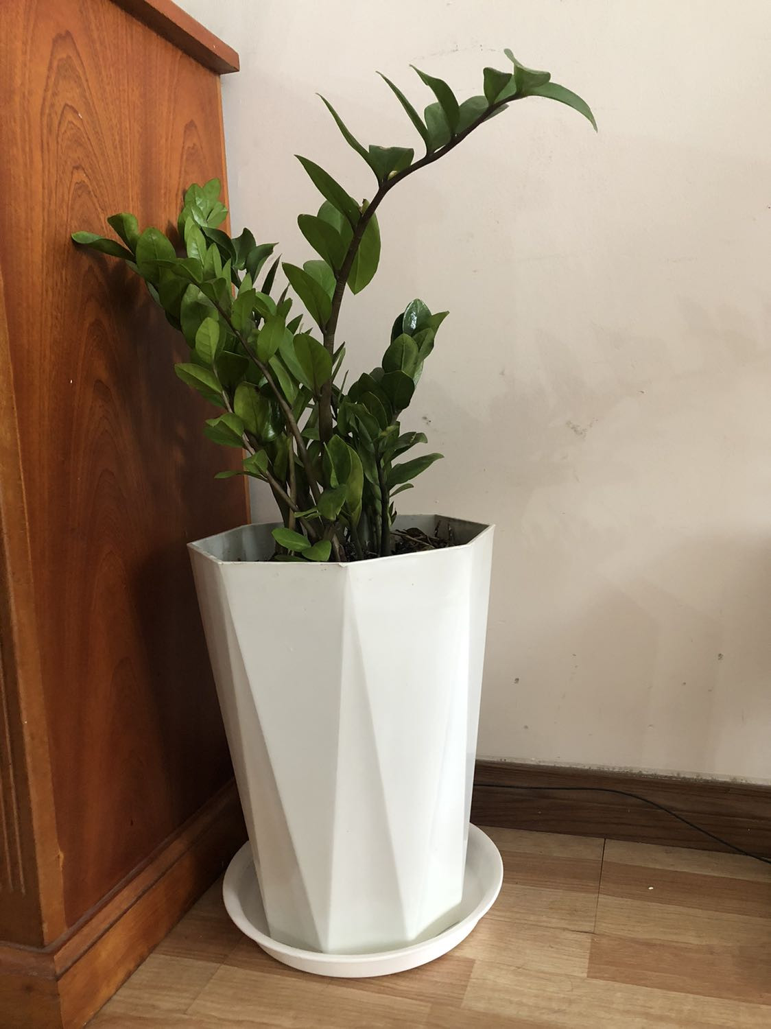 Đĩa Lót Chậu Cây, Đĩa Nhựa Lót Chậu Trồng Cây Hình Tròn, Đĩa Lót Đa Năng Chất Lượng Cao, Bền Đẹp