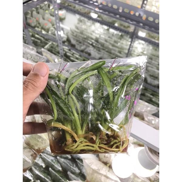 Lan kiếm giống số 1 thái hàng gieo hạt