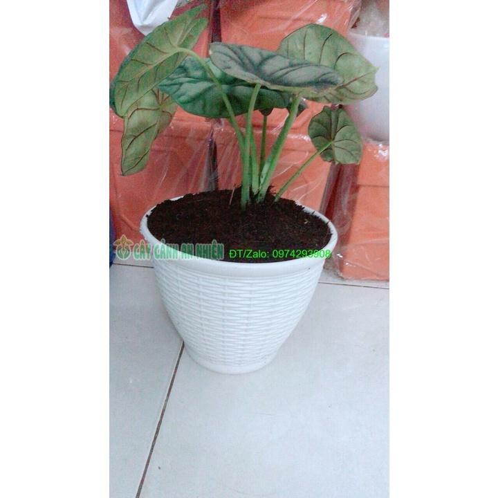 Chậu Môn Rồng Xanh