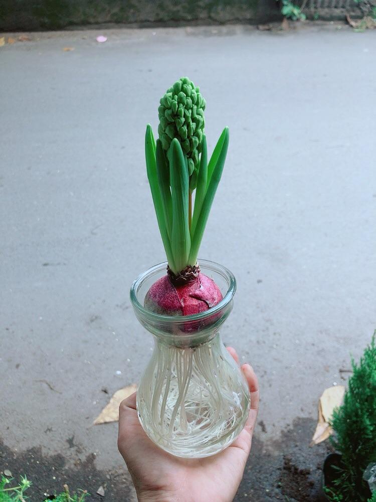 Chậu Củ Ông Tiên