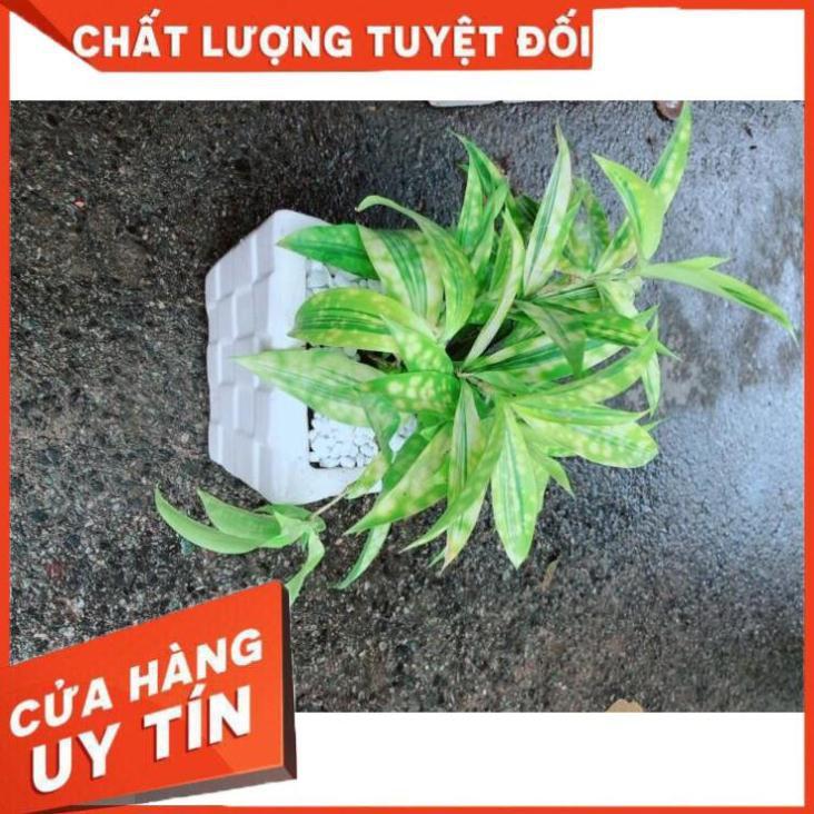 Chậu Trúc Nữ Hoàng Nhiều Người Mua