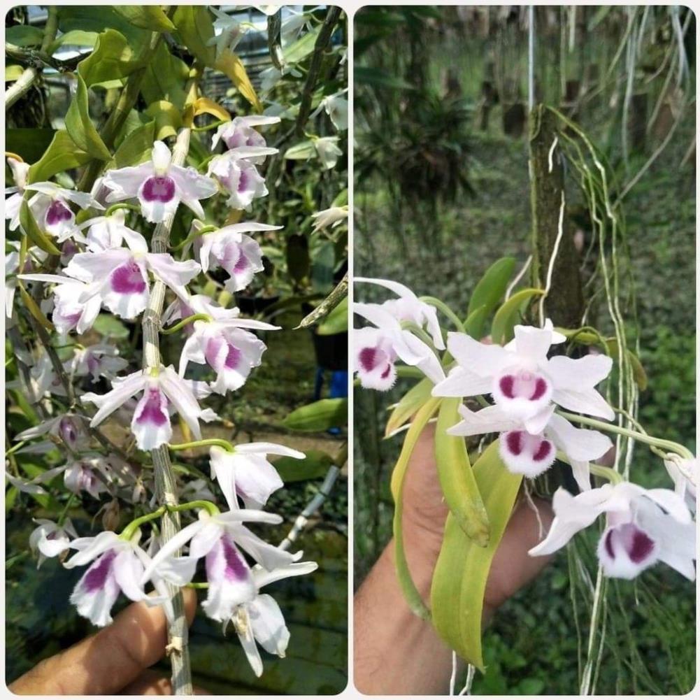 1 BẢNG PHI ĐIỆP 5CT PHÚ THỌ TO ĐẸP HÀNG GIEO HẠT