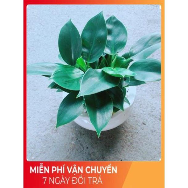 Chậu Trầu Bà Đế Vương