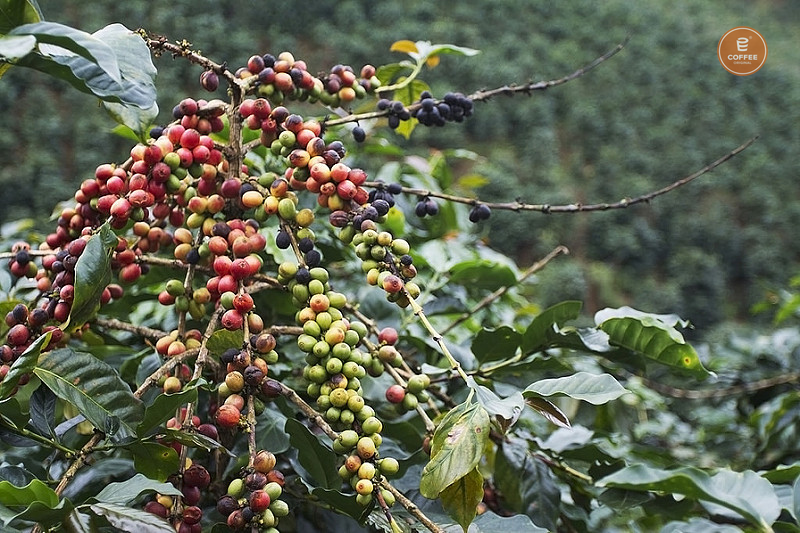 Cây Cà Phê ARABICA Giống