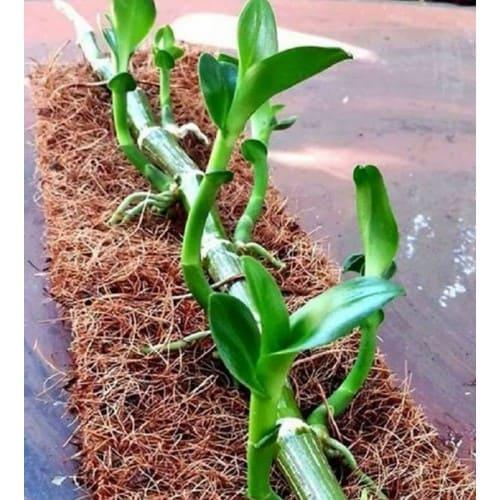 Túi 1kg xơ dừa trồng cây và ươm hạt