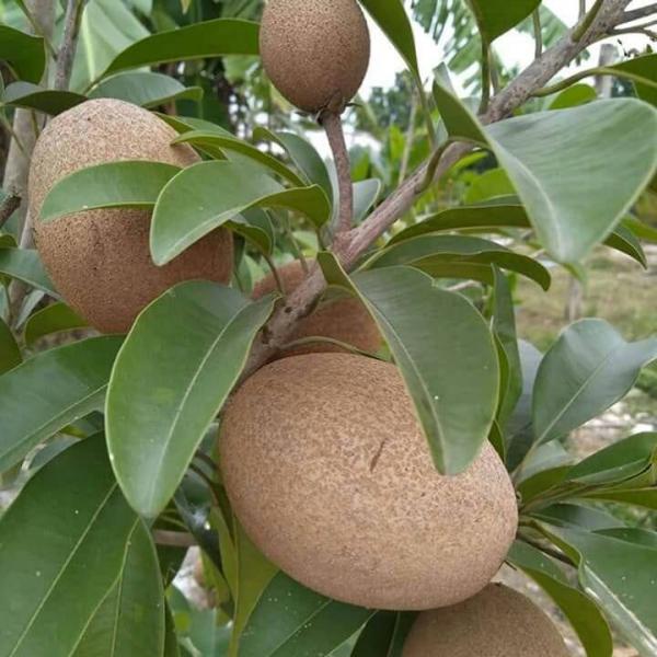 Cây giống Hồng Xiêm ghép